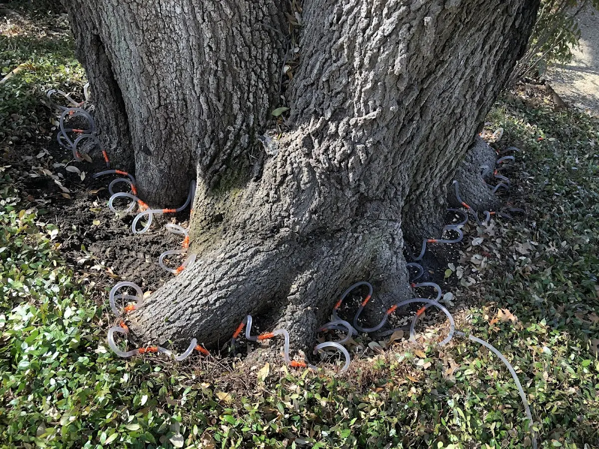 Detailed Tree Cabling and Bracing job site in Wilmington